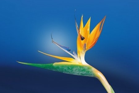 caudata-strelitzia-bird-of-paradise-flower-1.jpg